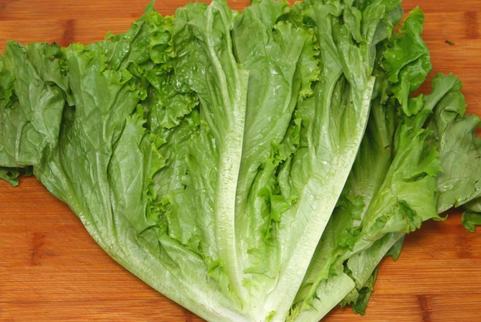 生菜品種 生菜品種