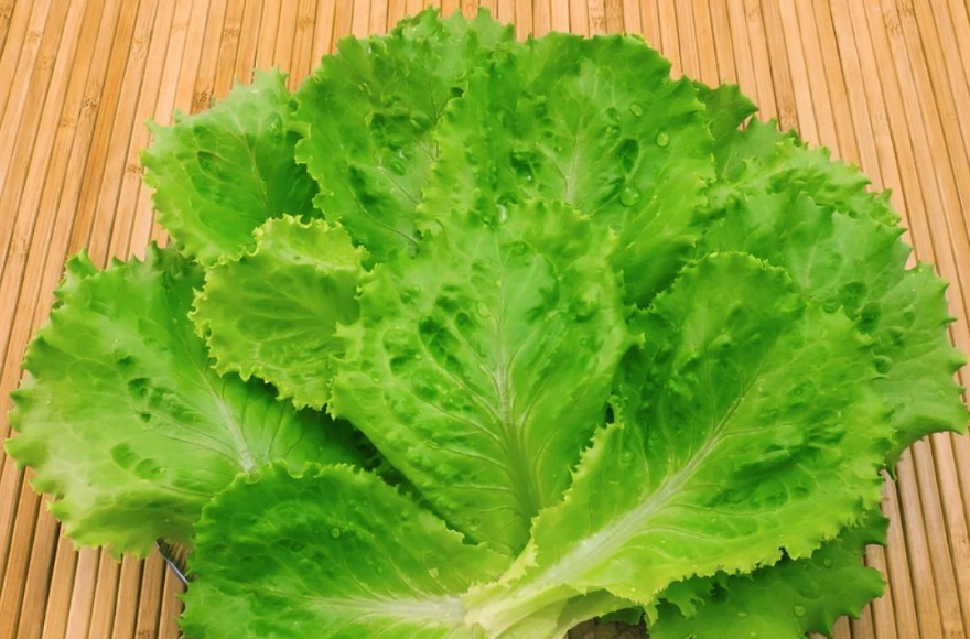 生菜健康風險 生菜健康風險