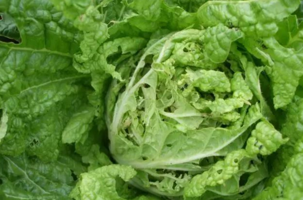 小白菜蟲害預防