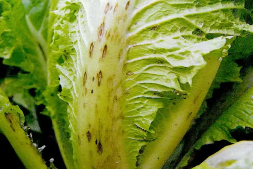 白菜蟲害防治 白菜蟲害防治