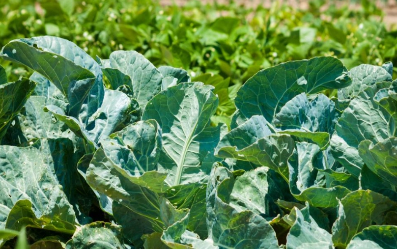 青花菜保存方法