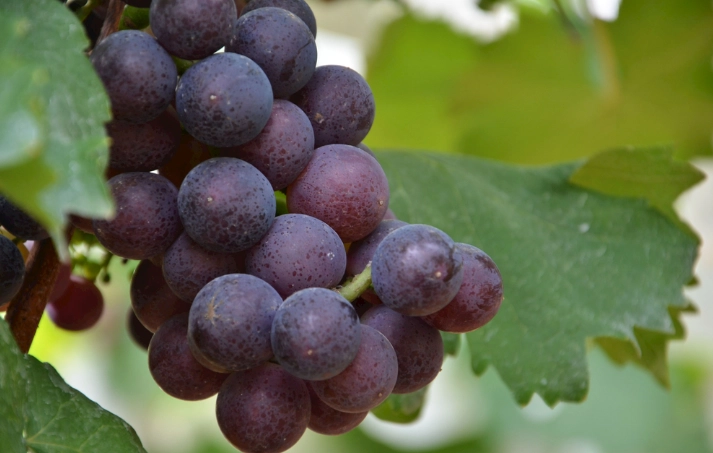 葡萄鉀含量 葡萄鉀含量