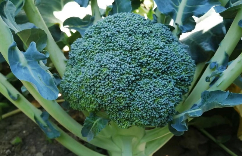 青花菜保存方法