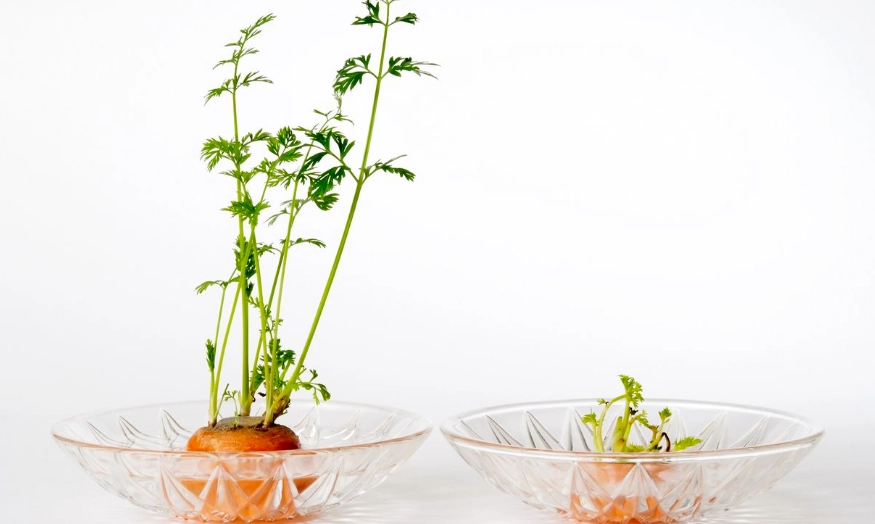 冷凍紅蘿蔔技巧