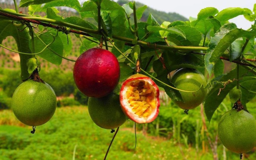 百香果健康風險