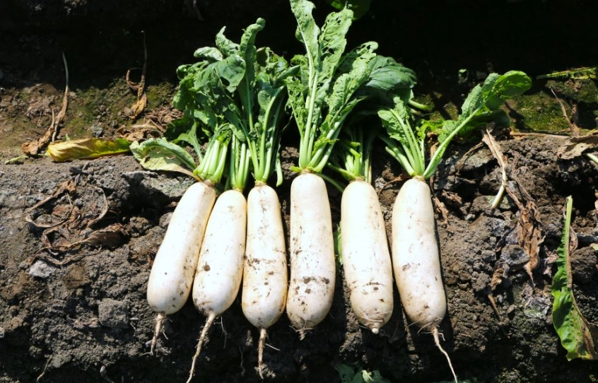 白蘿蔔營養價值