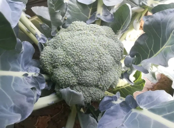 青花菜變黃原因