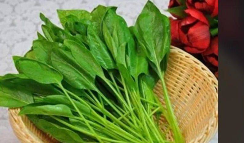 草酸健康影響 草酸健康影響