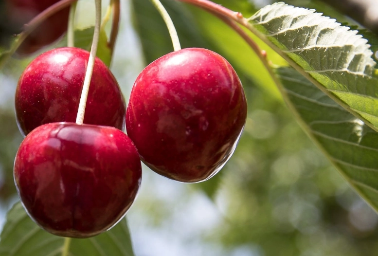 櫻桃對腎臟病影響 櫻桃對腎臟病影響