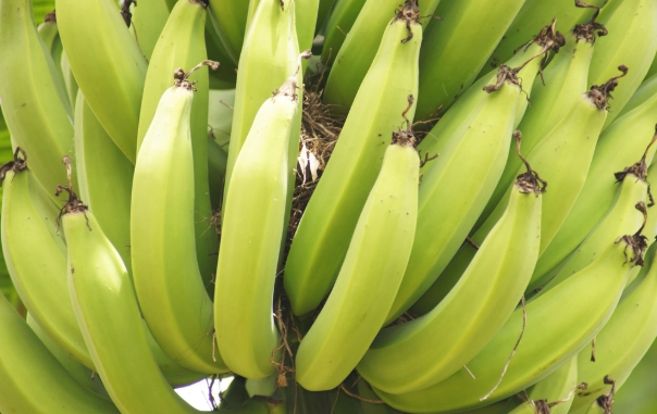 膽結石飲食香蕉