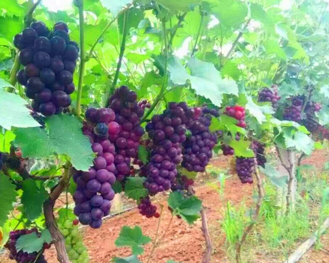 腎臟病水果禁忌 腎臟病水果禁忌