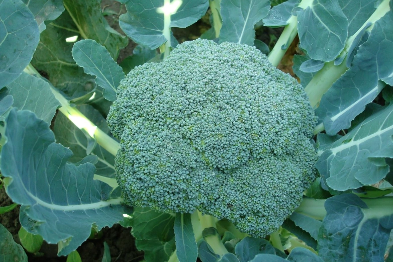 變黃青花菜處理