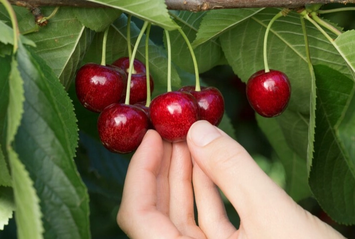 腎臟病飲食櫻桃 腎臟病飲食櫻桃