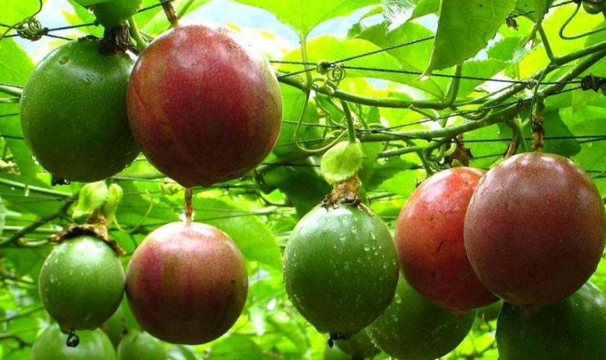 百香果健康風險