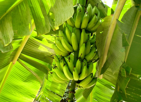 膽結石飲食香蕉