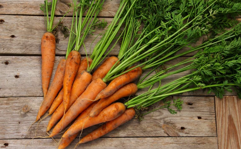 植物蛋白質來源