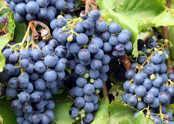 腎臟病水果禁忌 腎臟病水果禁忌