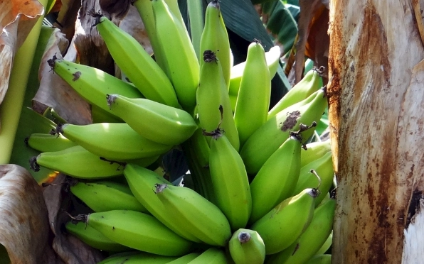 膽結石飲食香蕉
