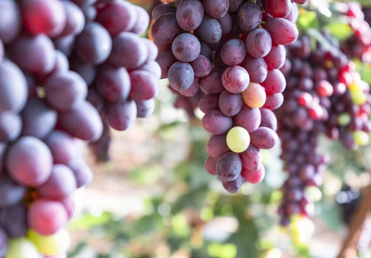 葡萄鉀含量 葡萄鉀含量