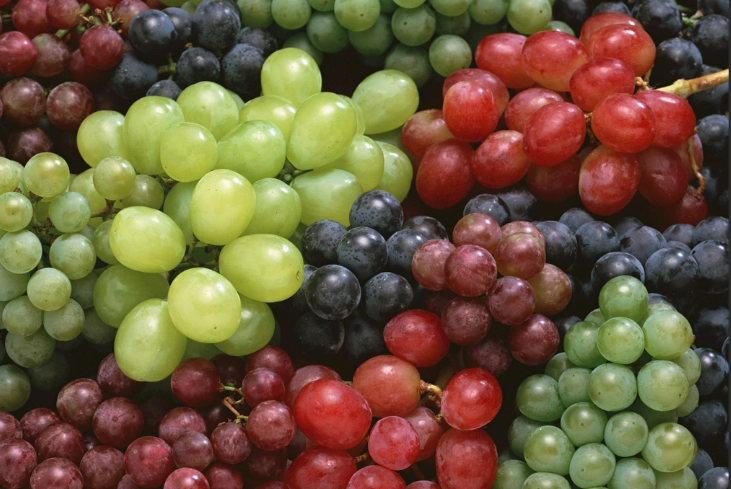 腎臟病飲食 腎臟病飲食