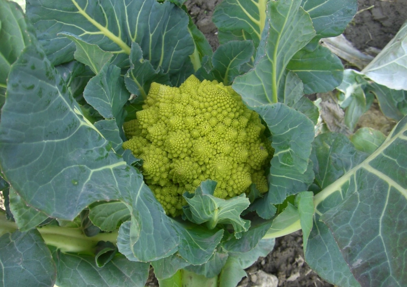 變黃青花菜處理