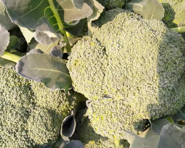 青花菜保存方法