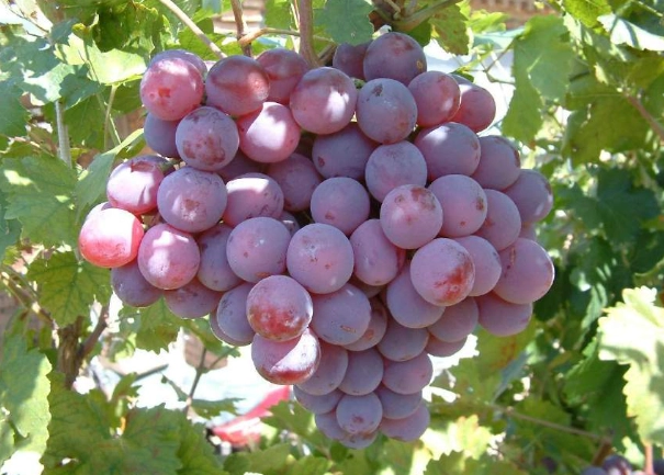 肝硬化可以吃的水果 肝硬化可以吃的水果