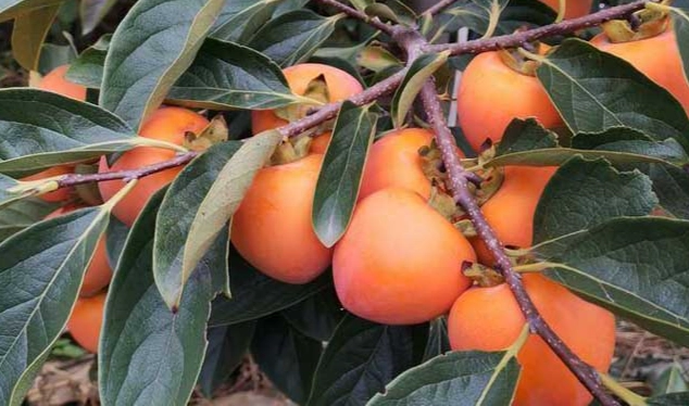 柿子香蕉食譜 柿子香蕉食譜