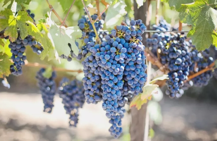 降三酸甘油脂水果