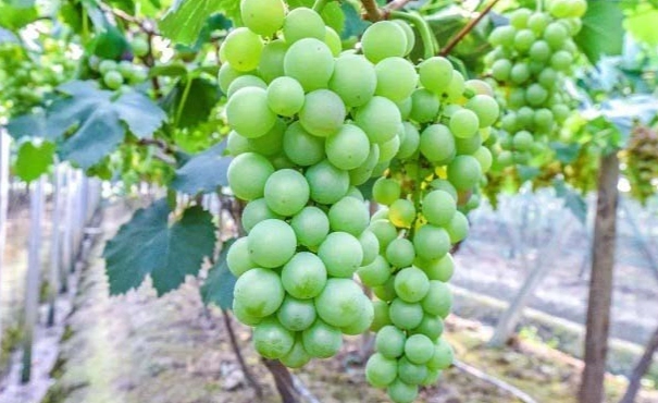 香蕉葡萄營養