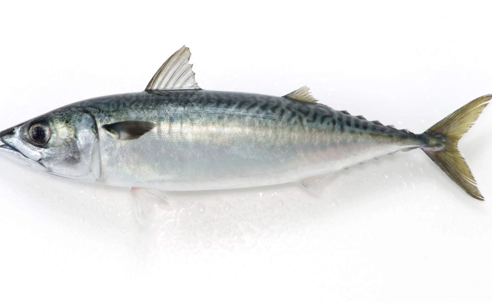 鯖魚營養價值