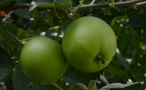青蘋果好處 青蘋果好處