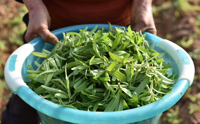 野菜選物火鍋推薦