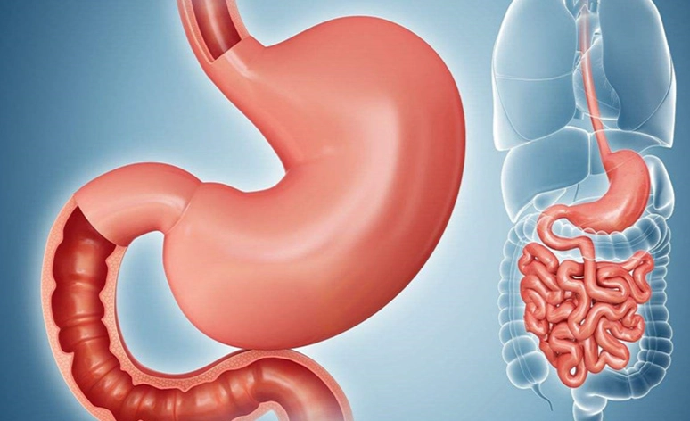 保護胃黏膜食物