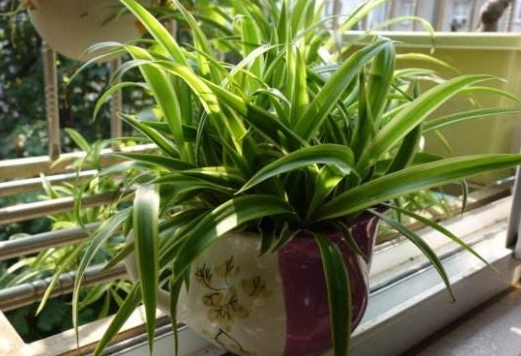 捲葉吊蘭常見問題