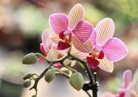 蝴蝶蘭低溫傷害