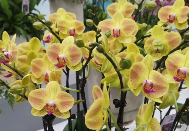 蝴蝶蘭養護技巧