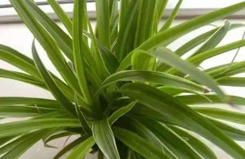 捲葉吊蘭常見問題