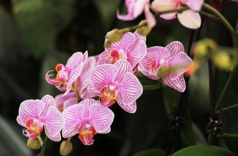 蝴蝶蘭栽種方法