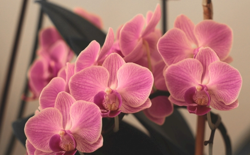 蝴蝶蘭種植指南