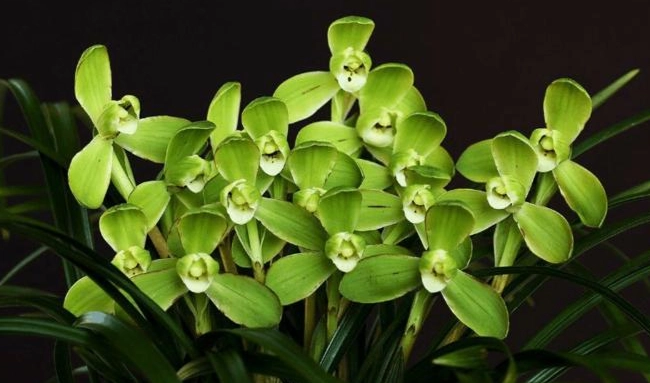 蘭花再次開花方法