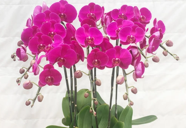 蝴蝶蘭種植指南