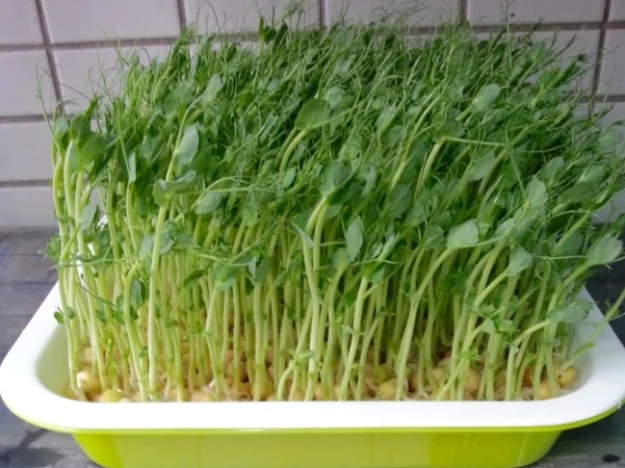 有機豌豆苗可以生吃嗎