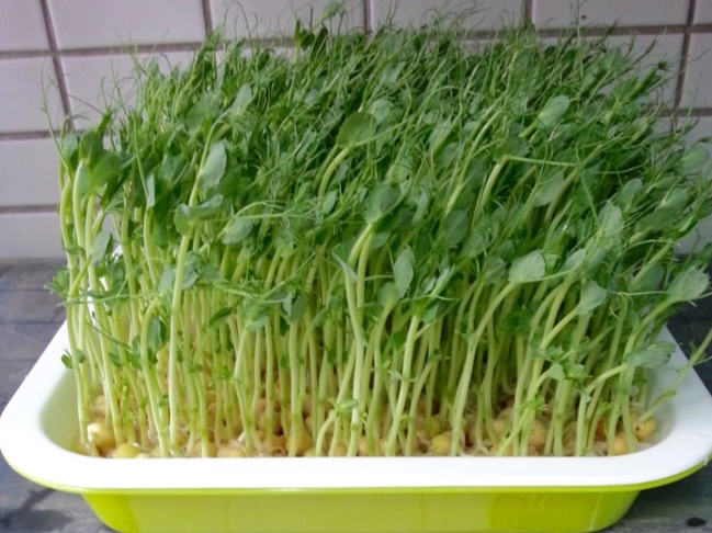 有機豌豆苗可以生吃嗎？完整指南與安全注意事項