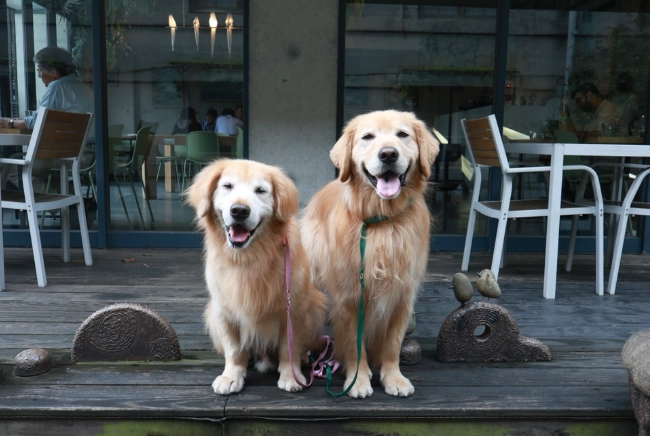 忠孝新生寵物友善餐廳