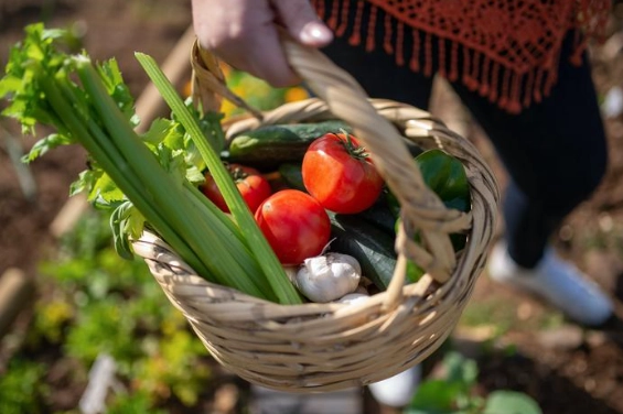 有機食品有哪些