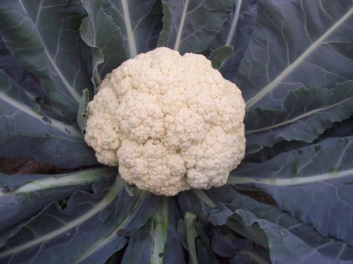 青花椰菜變黃原因