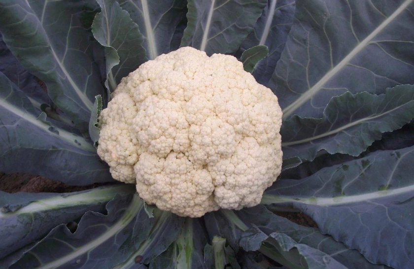 變色花椰菜安全食用