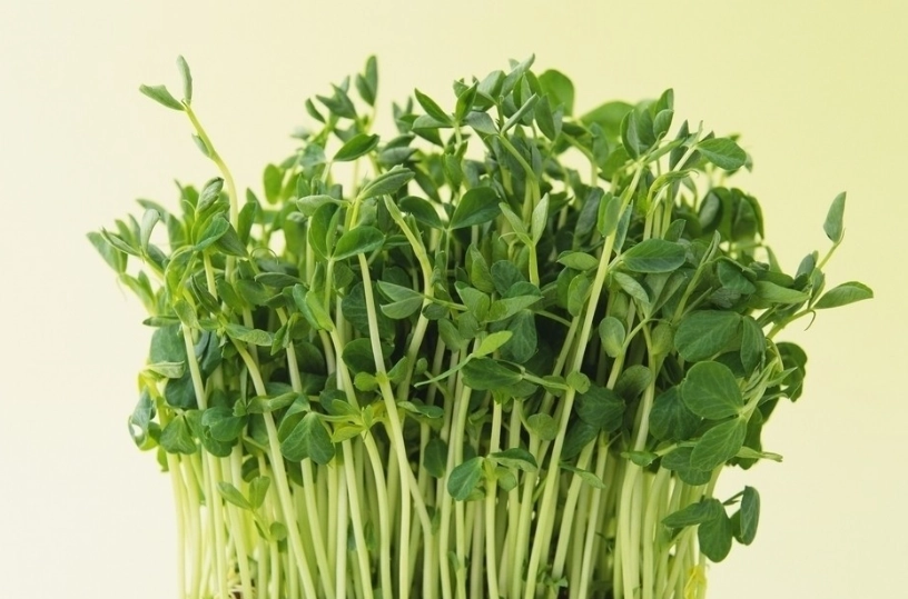 苜蓿芽生吃好處