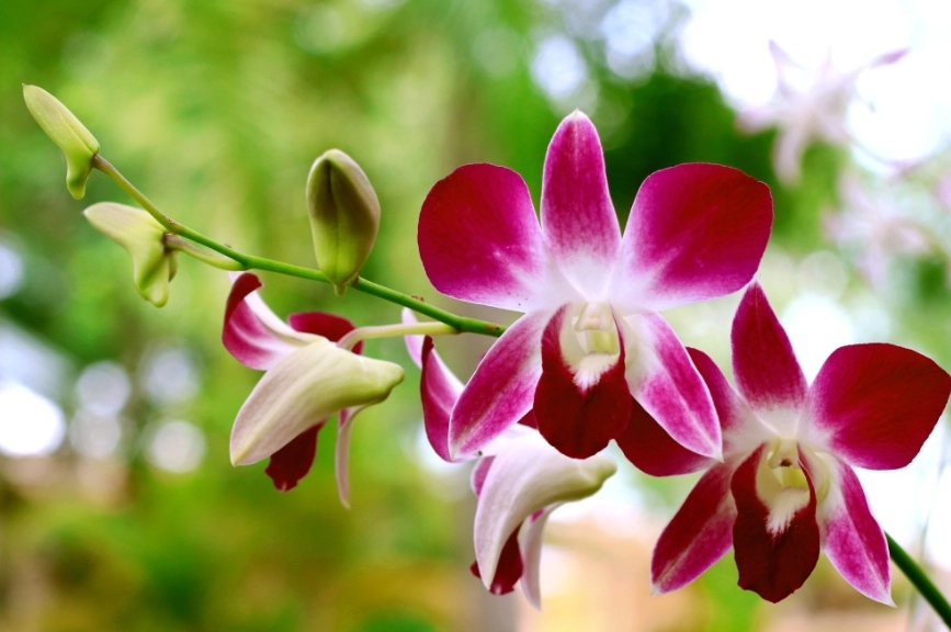 蘭花可以剪嗎？完整修剪指南與常見錯誤解答